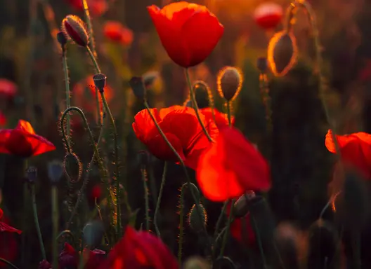 Closeup of red poppies in field with faded background of sunset